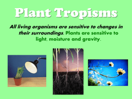 Tropism Powerpoint