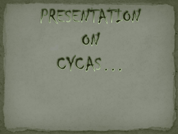 presentation on cycas…