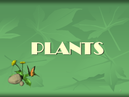 plants - WordPress.com