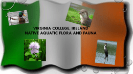 Aquatic animals - Comeni.us