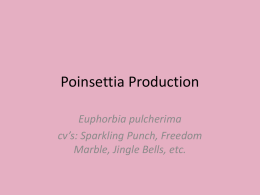 Poinsettia Production