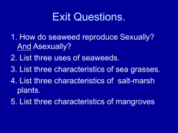 Seaweed Notes II
