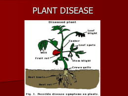 PLANT DISEASE
