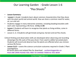 pea shoots - Our Learning Garden