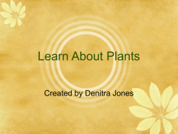 Plant Power Point