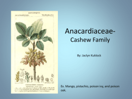 Anacardiaceae- Cashew Family