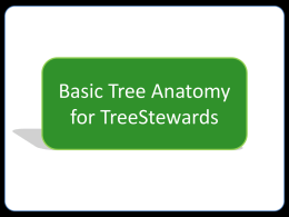 Tree Anatomy for Tree Stewards
