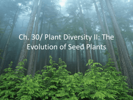 Ch. 30/ Plant Diversity II: The Evolution of Seed Plants