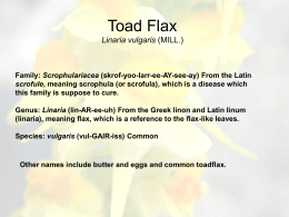 Toad Flax Linaria vulgaris (MILL.)
