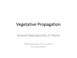 Vegetative Propagation - Spanish Point Biology
