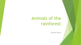 Animals of the rainforest