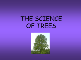Science of trees - thetreecomenius