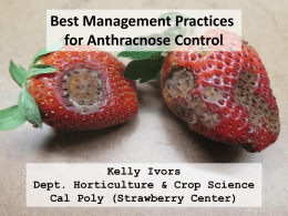 BMPs for Anthracnose Control: Kelly Ivors, Cal Poly San Luis Obispo