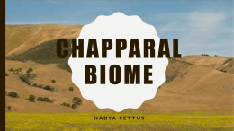 Chapparal Biome nadya