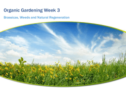 Organic Gardening Week 3