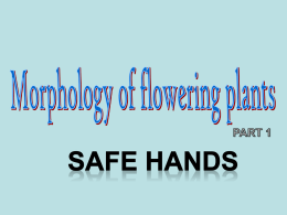 Morphology of flowering plant part 1