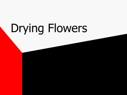 Drying Flowers - Glen Rose FFA