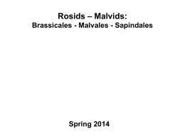 Roside - Malvids