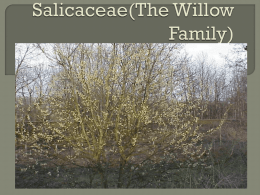 Plant Class Sp 2010/Salicaceae(The Willow Family)