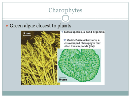 AP Biology Plant evolution notesx