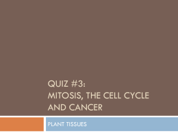 Quiz #3: Mitosis, the Cell Cycle and Cancer