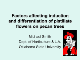 Factors affecting induction and differentiation of pistillate flowers on