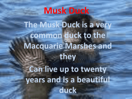 Musk Duck - CastlereaghLearningCommunity
