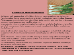 Allium fistulosum (Welsh onion)