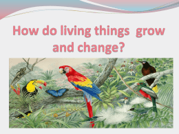 How do plants and animals grow?