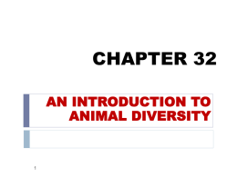 I. Concept 32.1: What is an Animal?