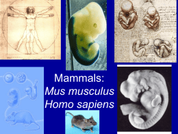 Mus musculus Homo sapiens
