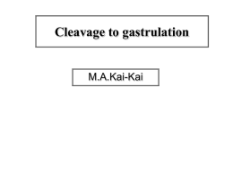 L2 Cleavage to gastrulation