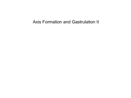 AxisForm.Gastrulation.2.11