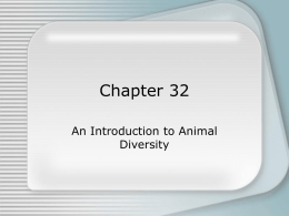 Chapter 32 Presentation-An Introduction to Animal Diversity