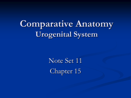 Comparative Anatomy Muscles & Digestive Sytem