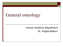 General osteology