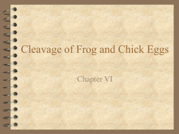 Cleavage of Frog and Chick Eggs