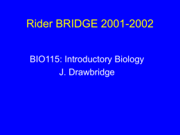 Rider BRIDGE 2001-2002
