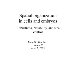 Lecture V. Spatial organization in cells and embryos