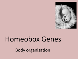Homeobox Genes - SCIENCE AT SKINNERS