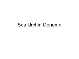 Sea Urchin Genome - Bilkent University