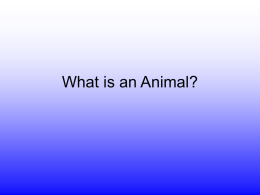 What is an Animal? - Onondaga Central School District