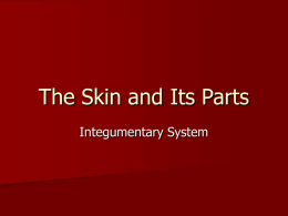 The Skin and Its Parts