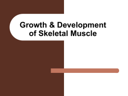 The Growth and Development of Skeletal Muscle