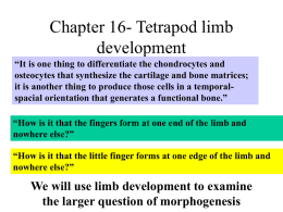 Chapter 16- Tetrapod limb development