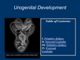 Urogenital Development
