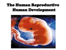 Reproductive System Pt 2 Development