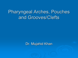02-Pharyngeal Arches, Pouches and Clefts