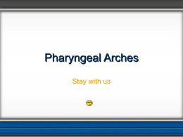 02-Pharyngeal Arches..