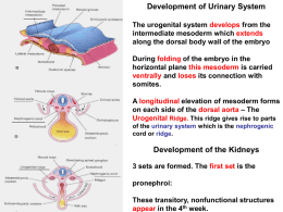 06. urinary embryo